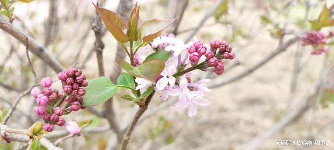 五月丁香花开，婷婷玉立迎春光