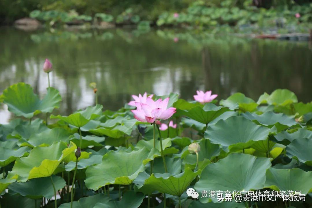 贵港园博园盛景初现，美好未来启航