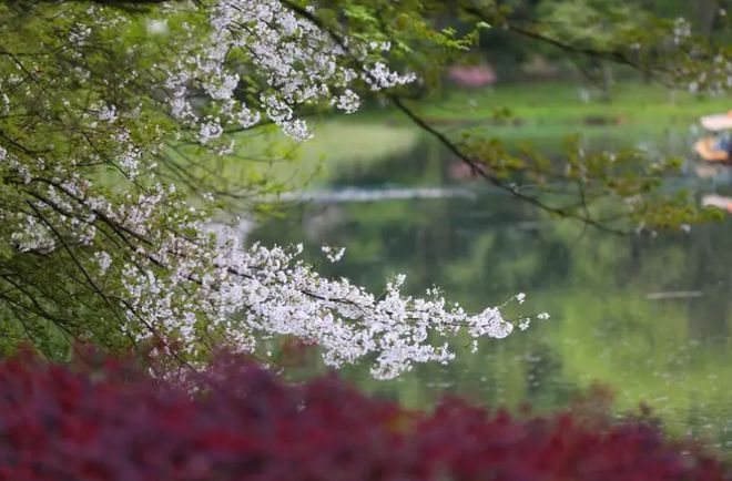 锦桐听落花续章揭晓