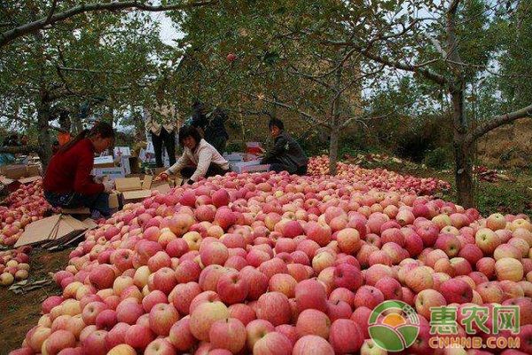 苹果价格动态：红富士最新走势