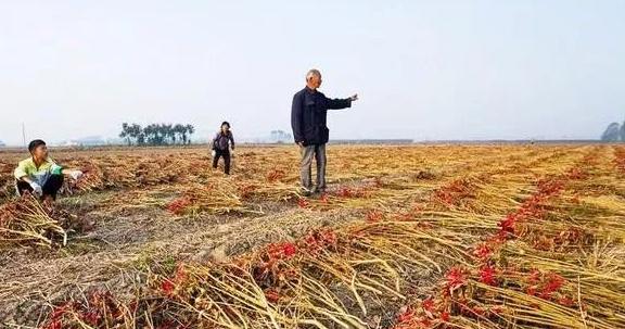 德州平原地区最新就业资讯