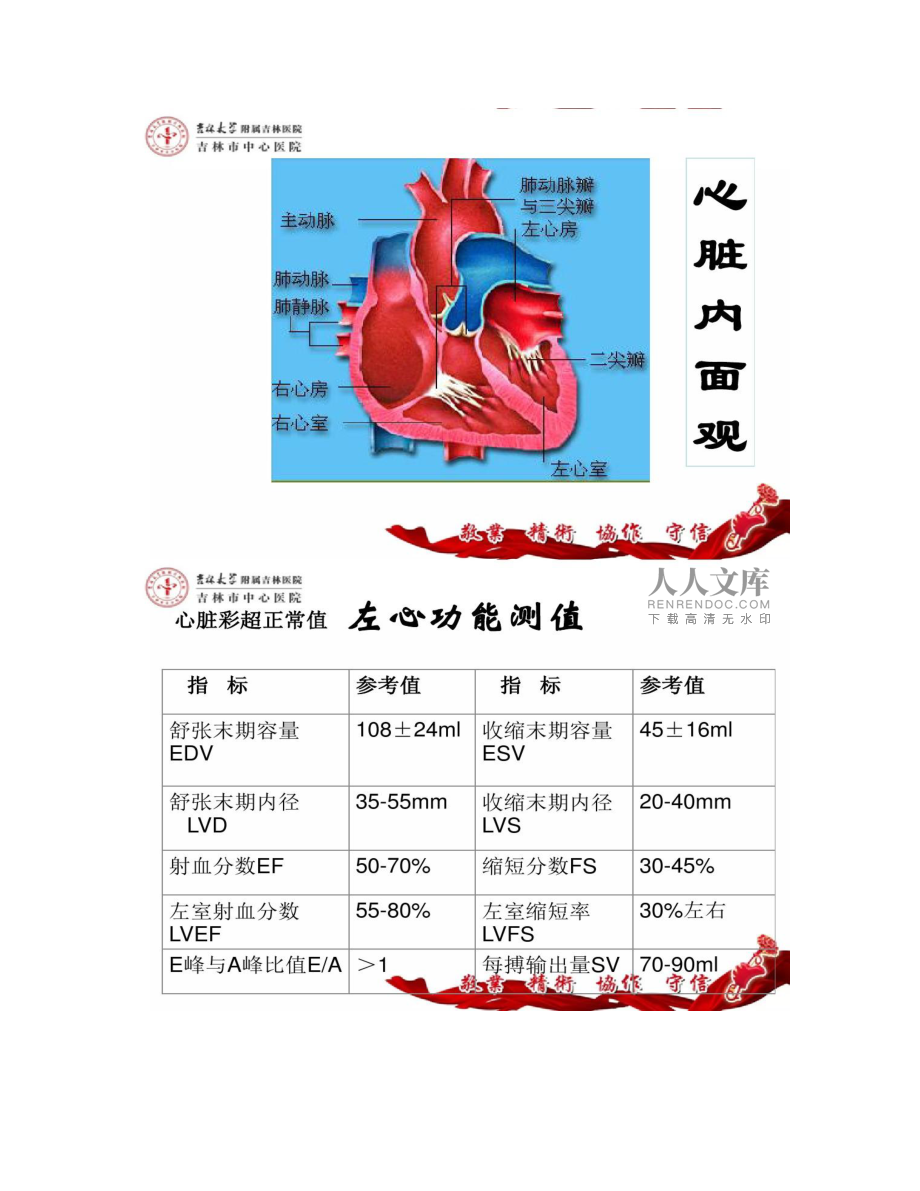 心脏彩超参考正常范围